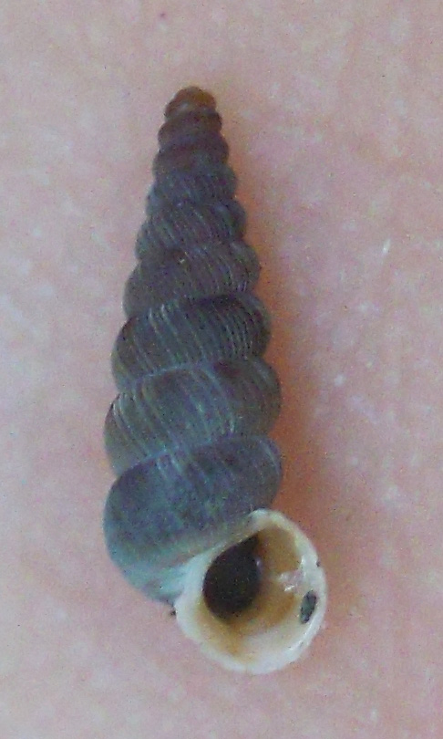 Cochlostoma dalle Apuane